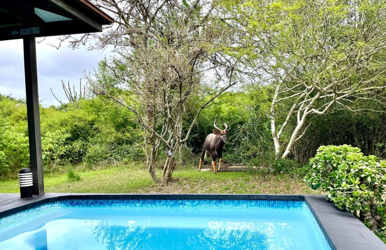 Imani Bush House & Silver Sky Chalet Hluhluwe Ngoại thất bức ảnh